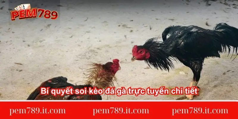 bi-quyet-soi-keo-da-ga-truc-tuyen-chi-tiet
