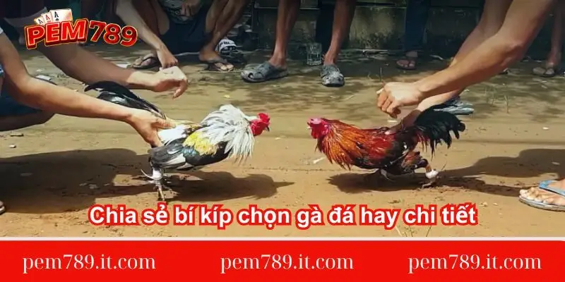 chia-se-bi-kip-chon-ga-da-hay-chi-tiet