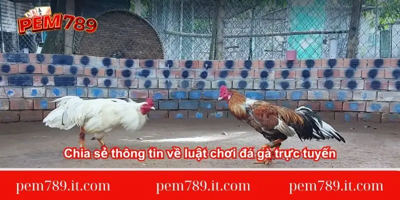 chia-se-thong-tin-ve-luat-choi-da-ga-truc-tuyen