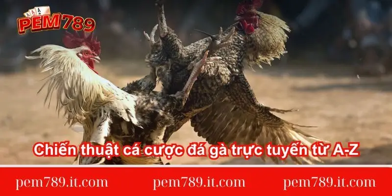 chien-thuat-ca-cuoc-da-ga-truc-tuyen-tu-a-z