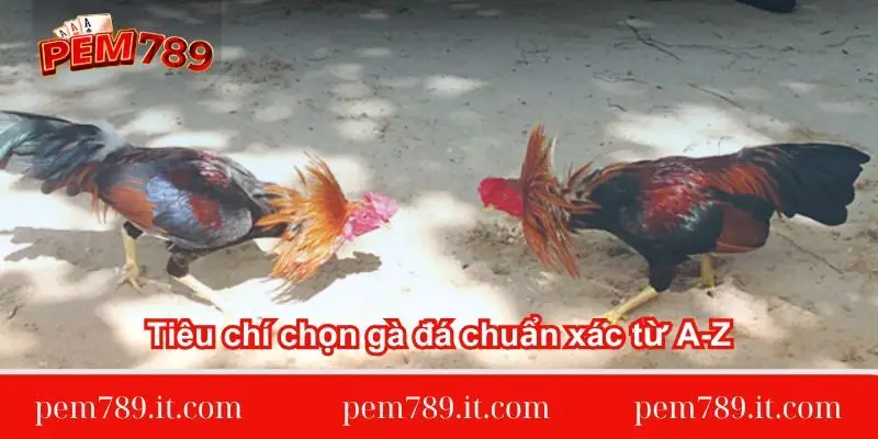 tieu-chi-chon-ga-da-chuan-xac-tu-a-z