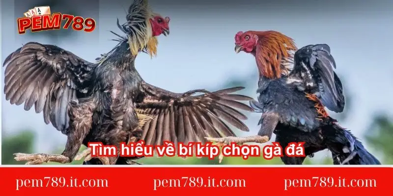 tim-hieu-ve-bi-kip-chon-ga-da