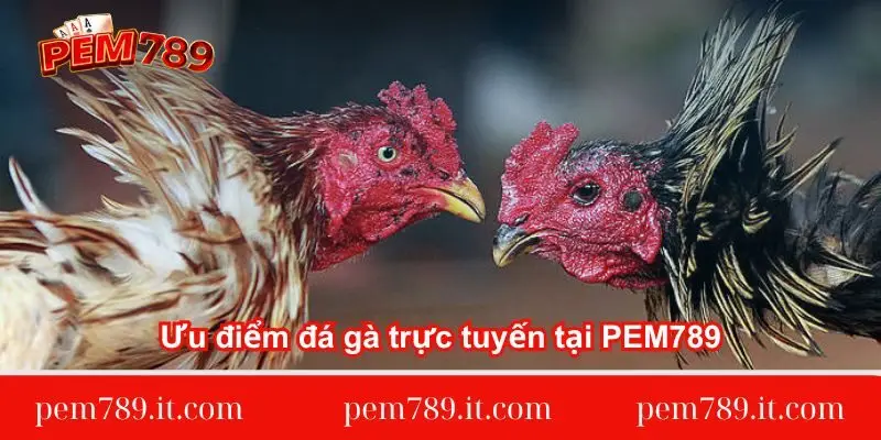 uu-diem-da-ga-truc-tuyen-tai-pem789